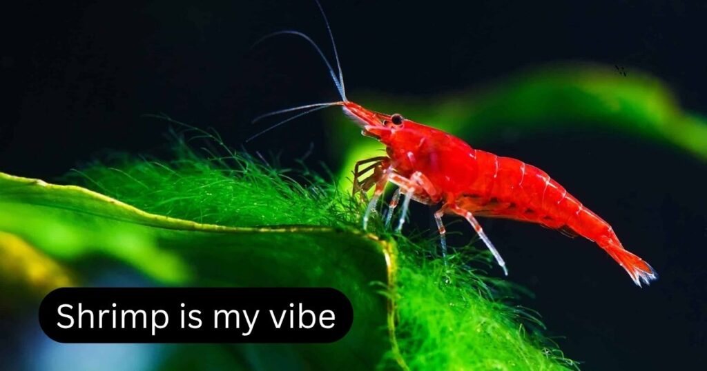 Shrimp Puns for Instagram