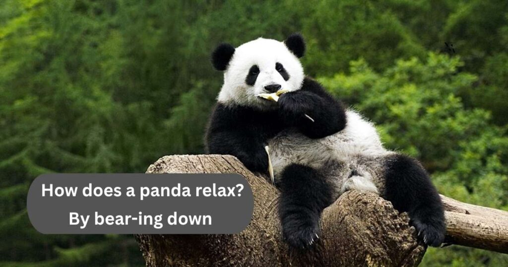 Silly, Cringey & Punbelievable Panda Jokes