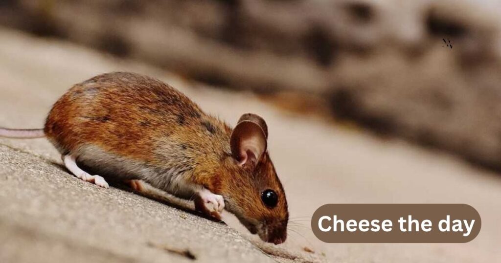 Social Media Captions That Are Mice-terious and Cheesy