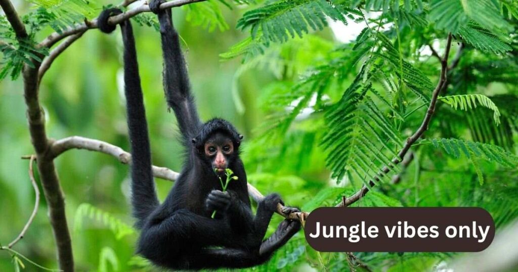 Social Media Captions That’ll Have You Swinging
