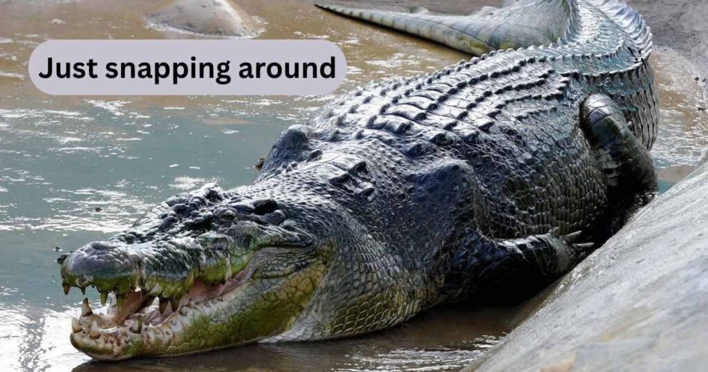 Social Media Captions to Snap Your Feed