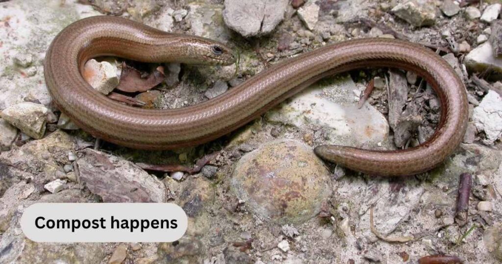 Worm Puns One Liners