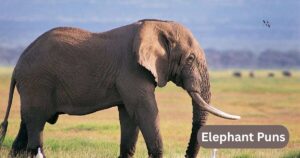 elephant Puns