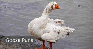 goose puns