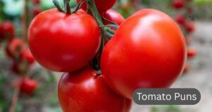 tomato puns
