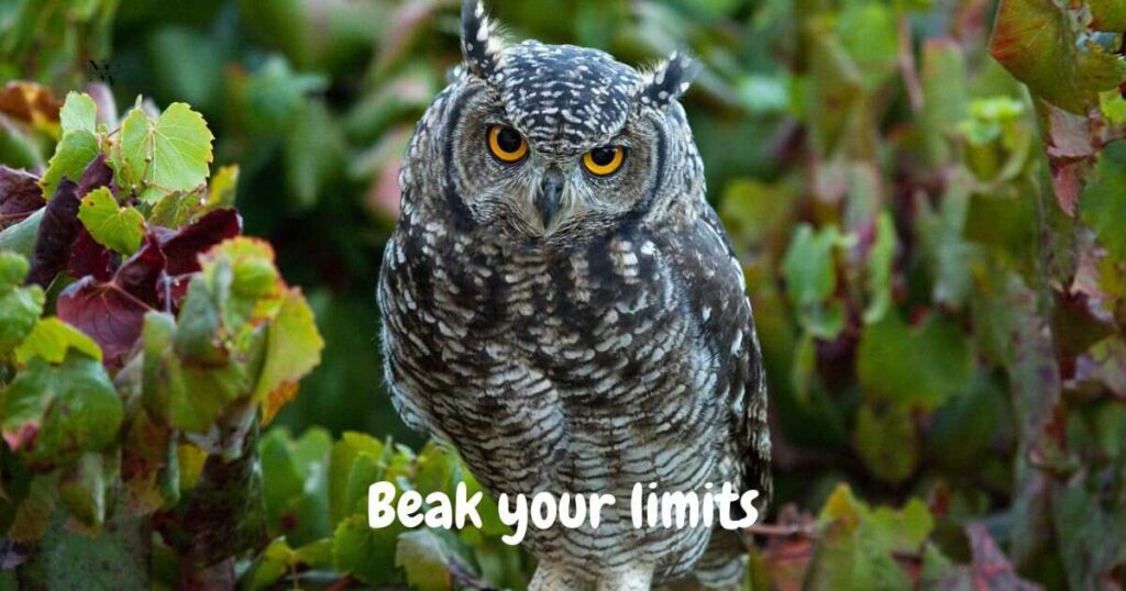 Clever & Wordy Owl Puns for Writers, Signs & Slogans