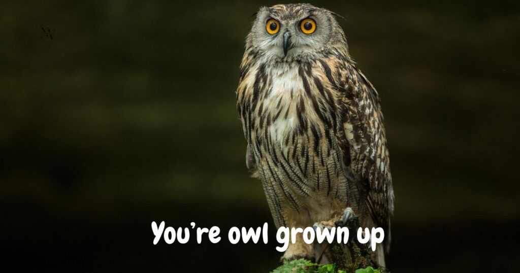 Owl Birthday Puns
