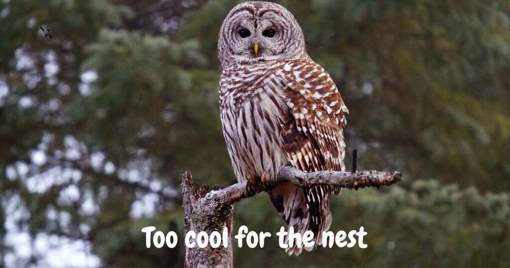 Owl Puns for Instagram Captions