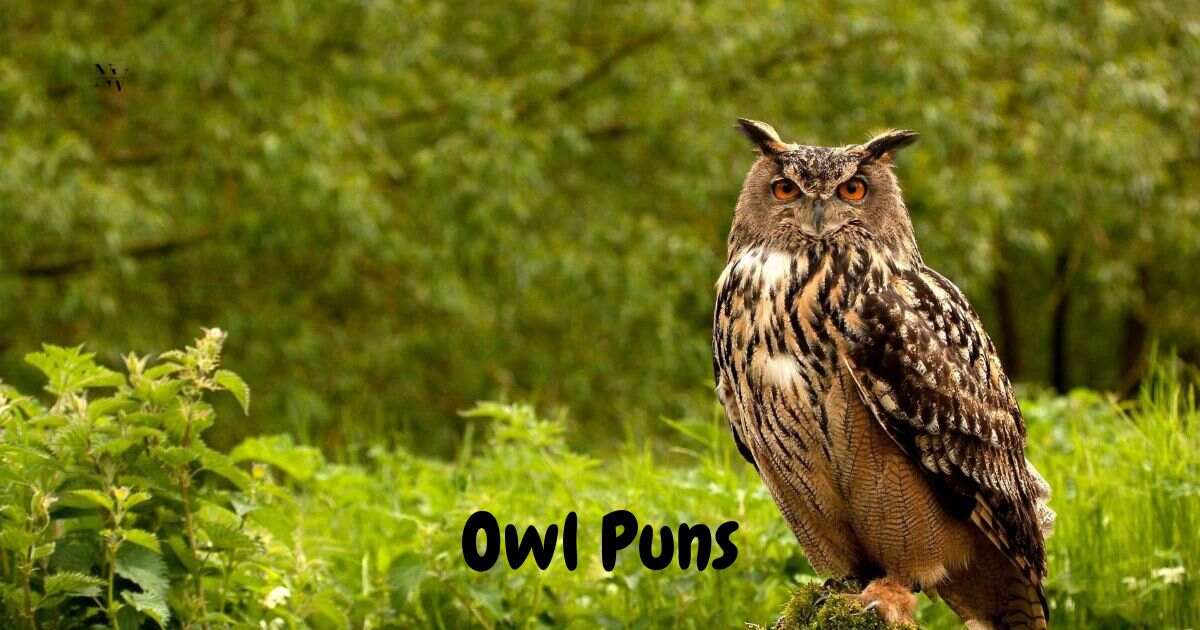 Owl Puns