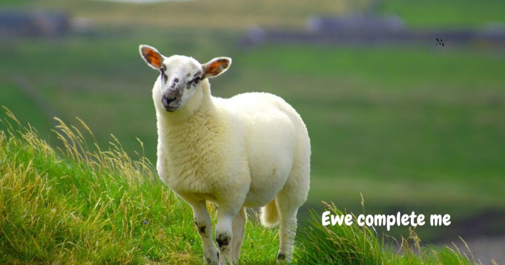 Romantic & Cute Sheep Puns