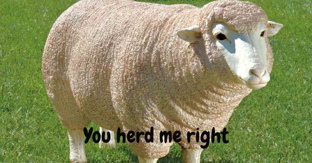 Sheep Puns That Are So Bad, They’re Good