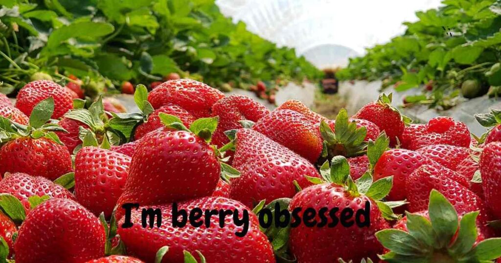 Short & Sweet Strawberry One-Liners