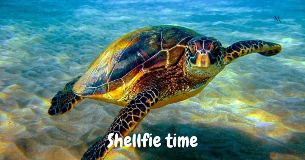 Social Media Captions with a Shell Twist