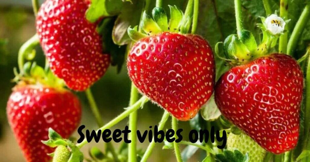 Strawberry Puns for Captions & Social Media