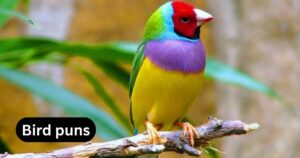 bird puns