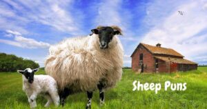 sheep puns