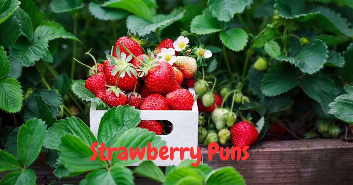 strawberry puns