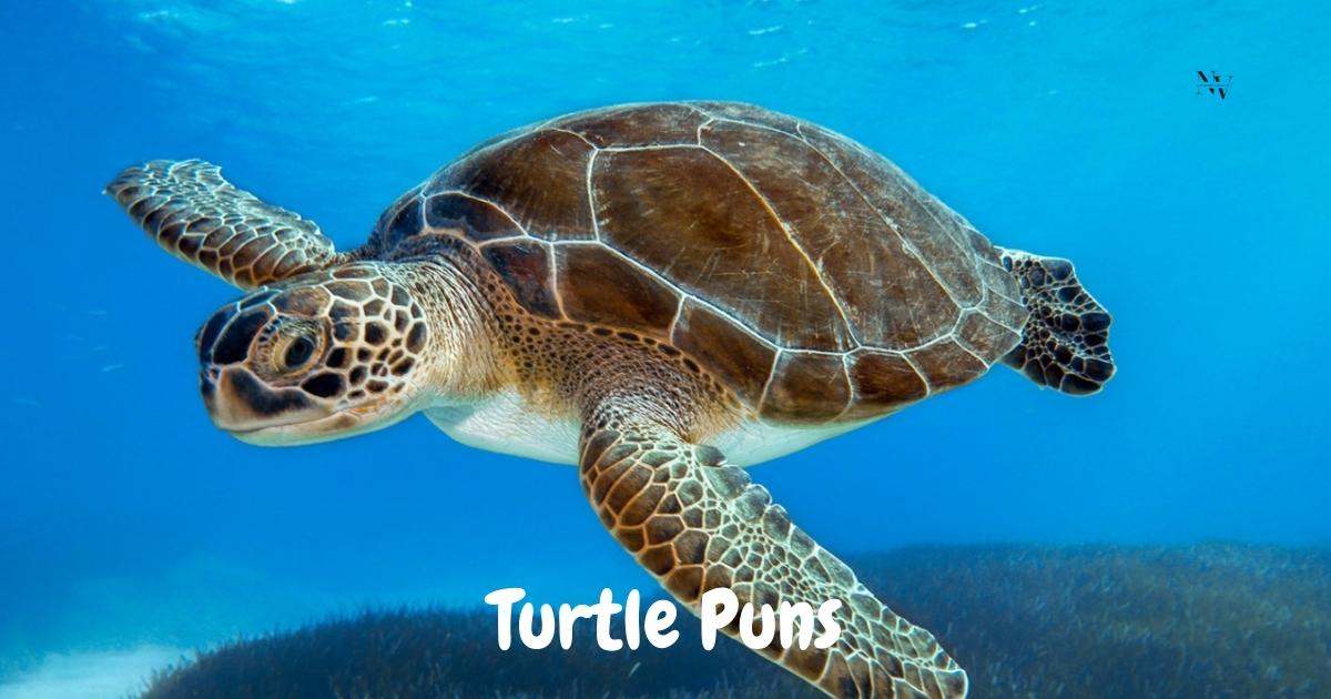turtle puns