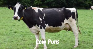 cow puns
