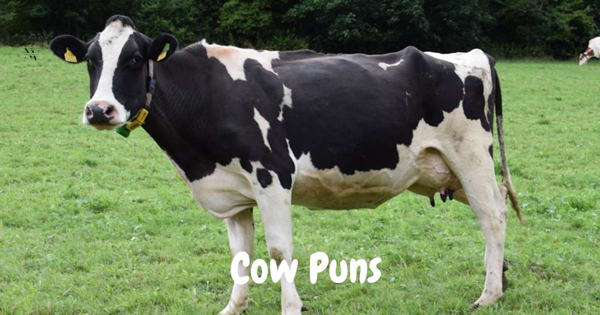 cow puns